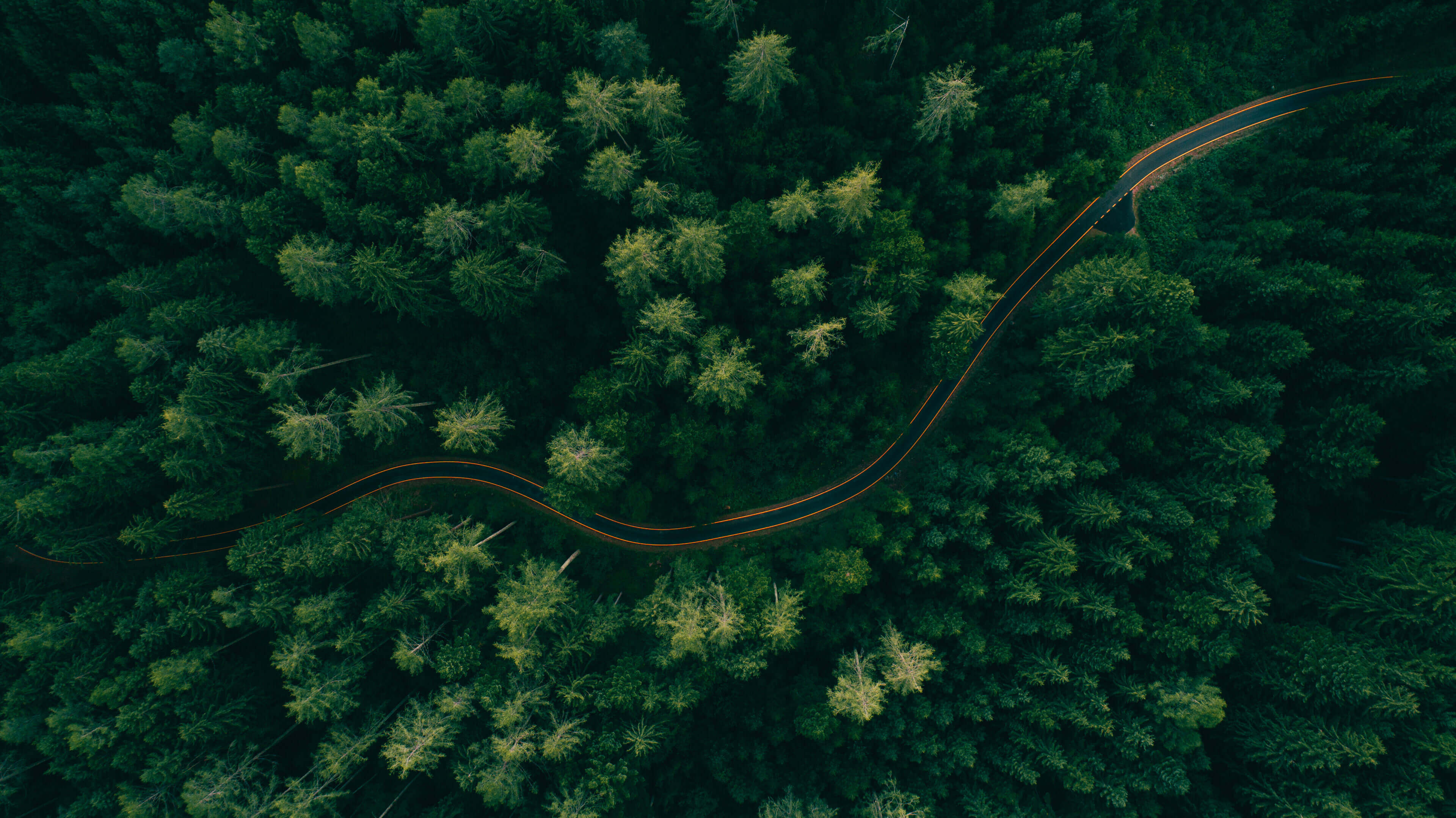Ein Wald durch den eine Straße führt